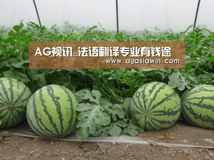 AG视讯_法语翻译专业有钱途(图1) AG下载